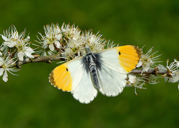 Orange-tip Anthocharis cardamines