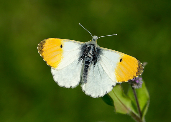 Orange-tip Anthocharis cardamines