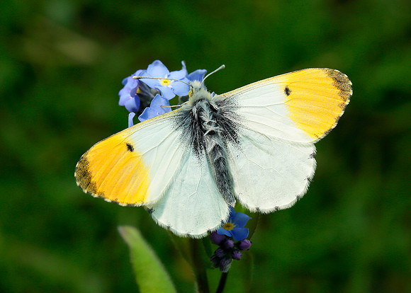 Orange-tip Anthocharis cardamines