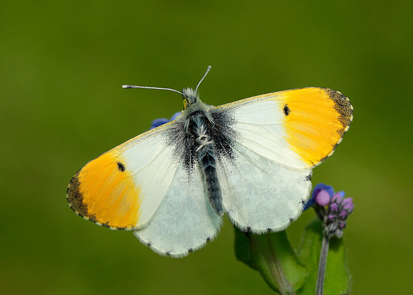 Orange-tip Anthocharis cardamines