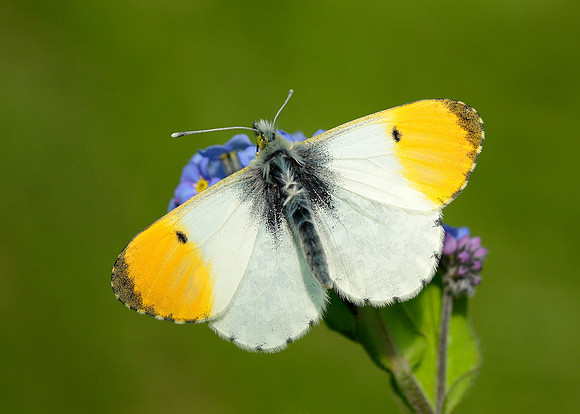 Orange-tip Anthocharis cardamines