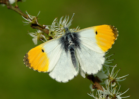 Orange-tip Anthocharis cardamines