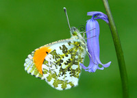 Orange-tip Anthocharis cardamines