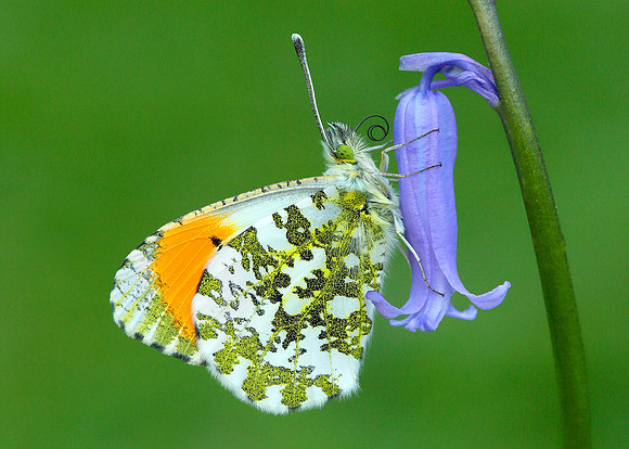 Orange-tip Anthocharis cardamines