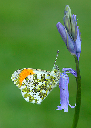 Orange-tip Anthocharis cardamines