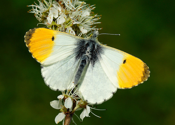Orange-tip Anthocharis cardamines