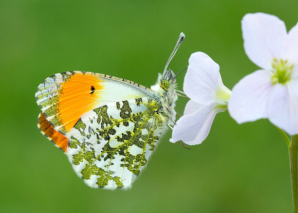 Orange-tip Anthocharis cardamines