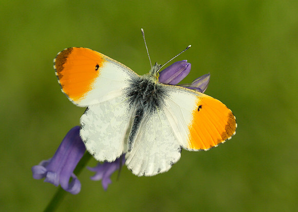 Orange-tip Anthocharis cardamines