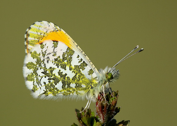 Orange-tip Anthocharis cardamines