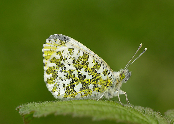 Orange-tip Anthocharis cardamines