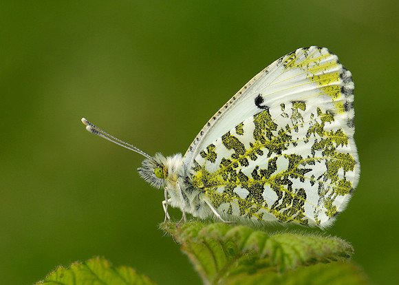 Orange-tip Anthocharis cardamines