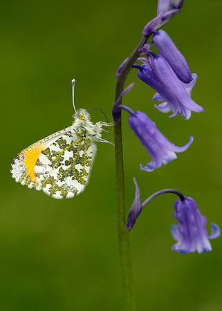 Orange-tip Anthocharis cardamines