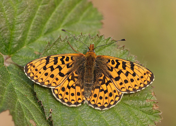 Pearl-Bordered Fritillary Boloria euphrosyne