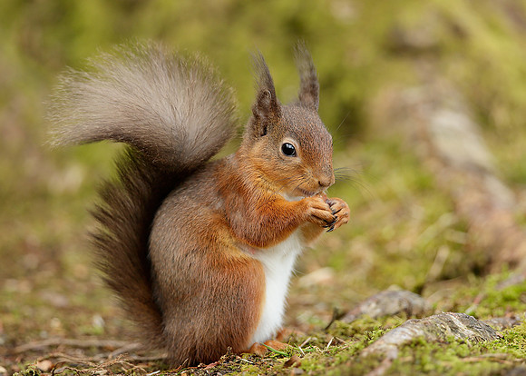 Red Squirrel Sciurus vulgaris