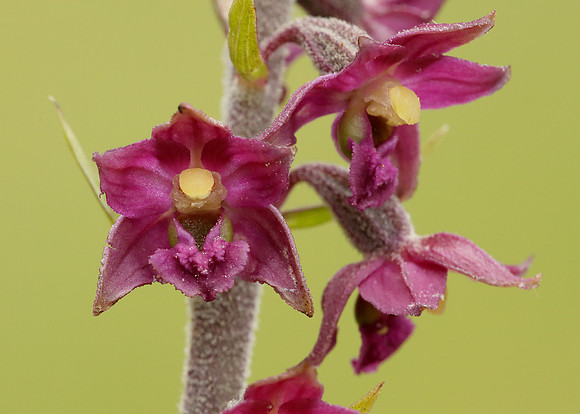 Dark Red Helleborine Epipactis atrorubens