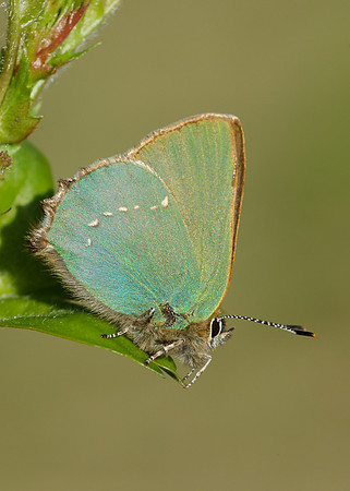 Green Hairstreak Callophrys rubi