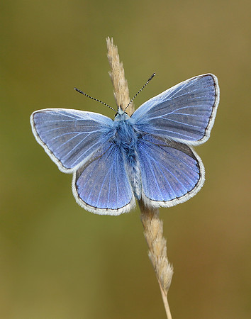 Common Blue Polyommatus icarus