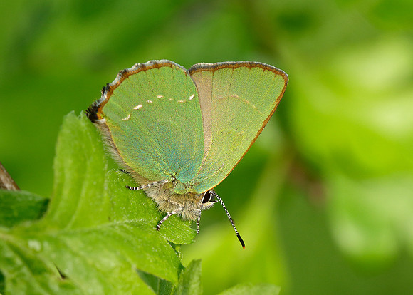 Green Hairstreak Callophrys rubi