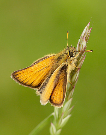 Essex Skipper Thymelicus lineola