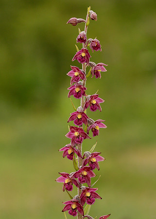 Dark Red Helleborine Epipactis atrorubens