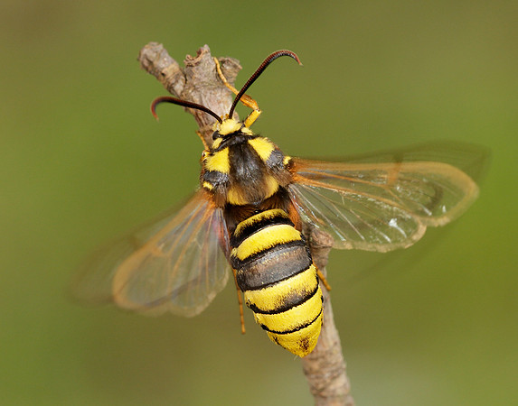 52.002 BF0370 Hornet Moth Sesia apiformis