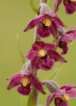 Dark Red Helleborine Epipactis atrorubens
