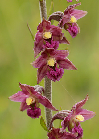 Dark Red Helleborine Epipactis atrorubens