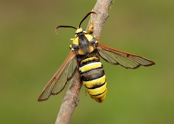 52.002 BF0370 Hornet Moth Sesia apiformis