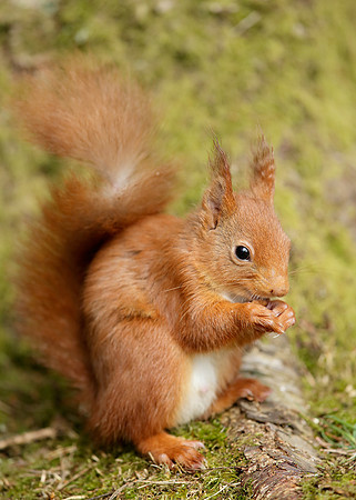 Red Squirrel Sciurus vulgaris