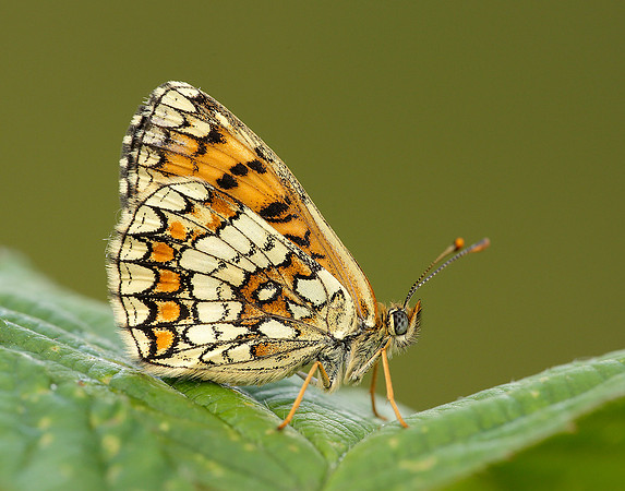 Heath Fritillary Melitaea athalia