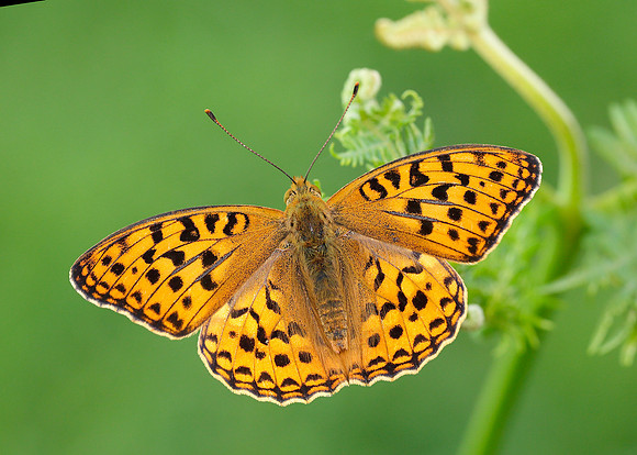 High Brown Fritillary Argynnis adippe