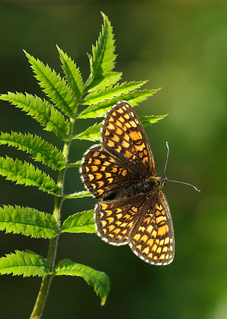 Heath Fritillary Melitaea athalia