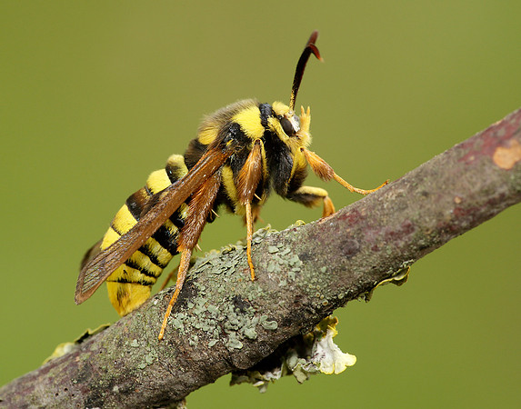 52.002 BF0370 Hornet Moth Sesia apiformis