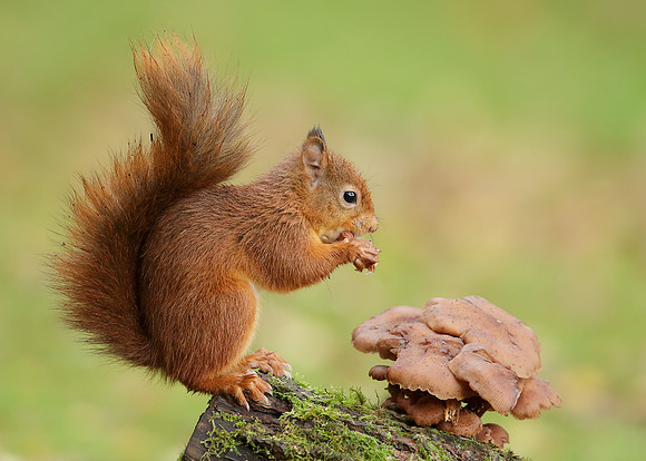 Red Squirrel Sciurus vulgaris
