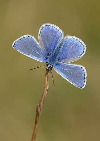 Common Blue Polyommatus icarus