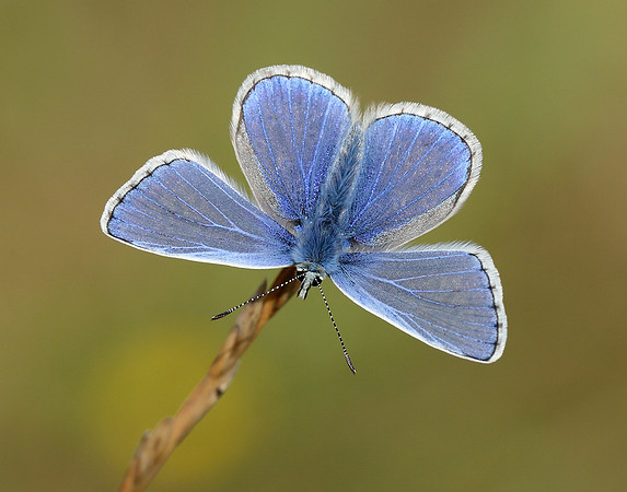 Common Blue Polyommatus icarus