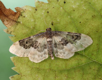 70.004 BF1699 Least Carpet Idaea rusticata
