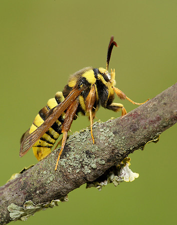 52.002 BF0370 Hornet Moth Sesia apiformis