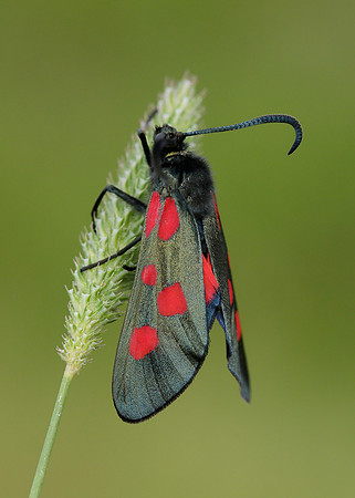 54.009 BF0171 Narrow-bordered Five-spot Burnet Zygaena lonicerae