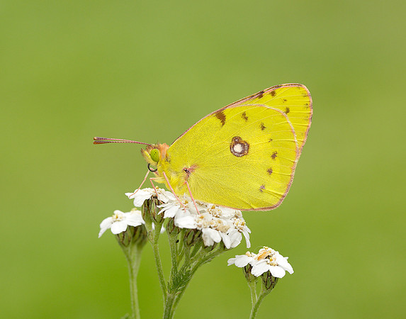 Clouded Yellow Colias croceus