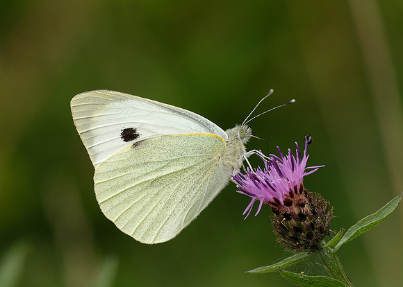 Large White Pieris brassicae