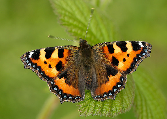 Small Tortoiseshell Aglais urticae