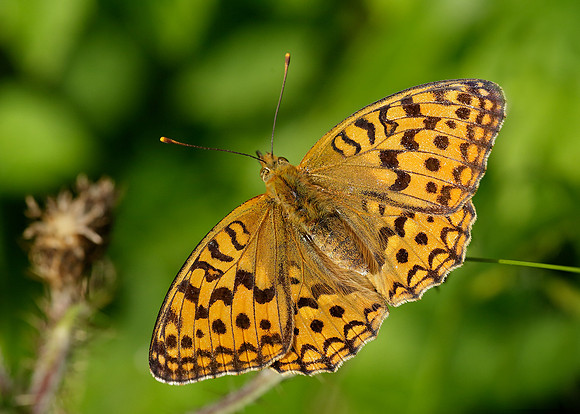 High Brown Fritillary Argynnis adippe