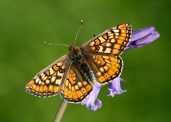 Marsh Fritillary Euphydryas aurinia