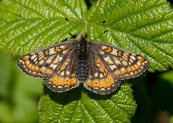 Marsh Fritillary Euphydryas aurinia