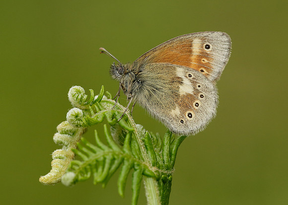 Large Heath Coenonympha tullia polydama