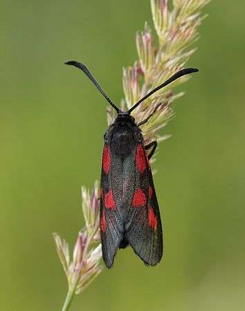 54.007 BF168 New Forest Burnet Zygaena viciae
