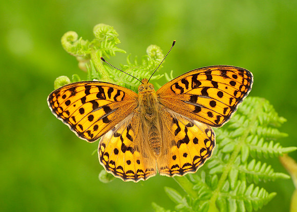 High Brown Fritillary Argynnis adippe