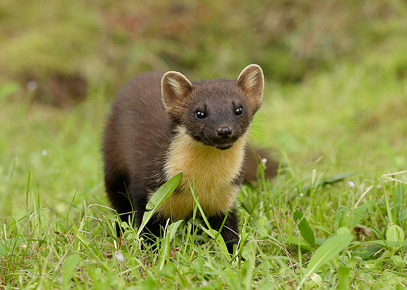 Pine Marten Martes martes