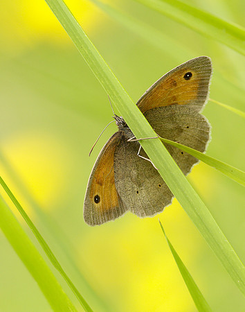 Meadow Brown Maniola jurtina